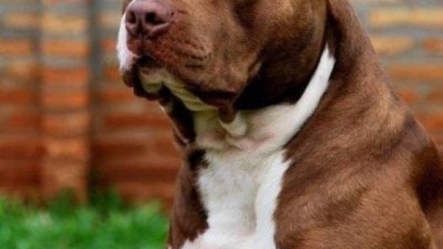 Aunque el pitbull es un perro con un impulso de presa muy desarrollado, los expertos aseguran que no es un asesino por naturaleza. Foto: DT