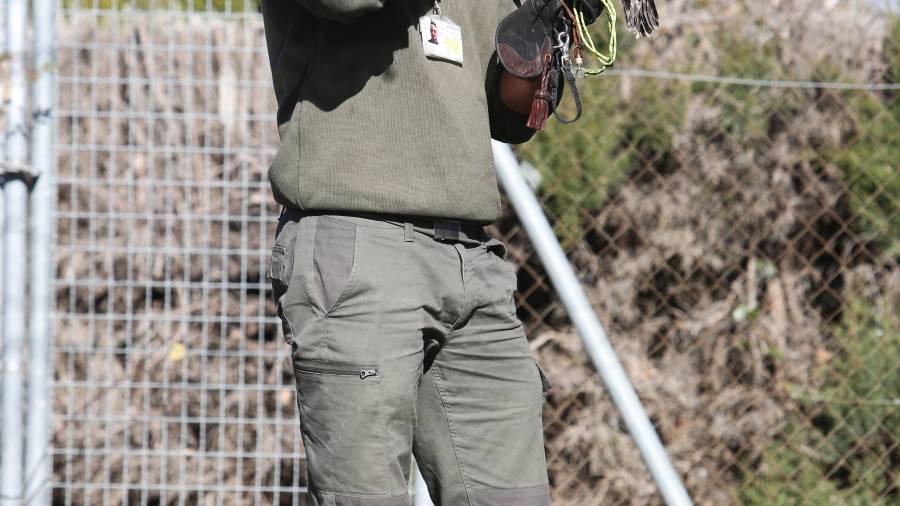 Jonathan Maldonado es uno de los tres halconeros del Centro de Control de Fauna, reconocido con distintos premios. FOTO: alba marin&eacute;