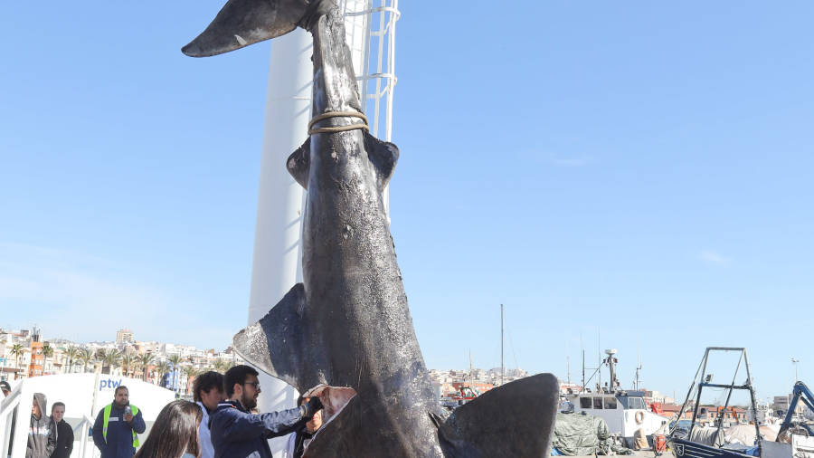 Una gr&uacute;a gigante sac&oacute; del agua al tibur&oacute;n. FOTO: Alba Marin&eacute;