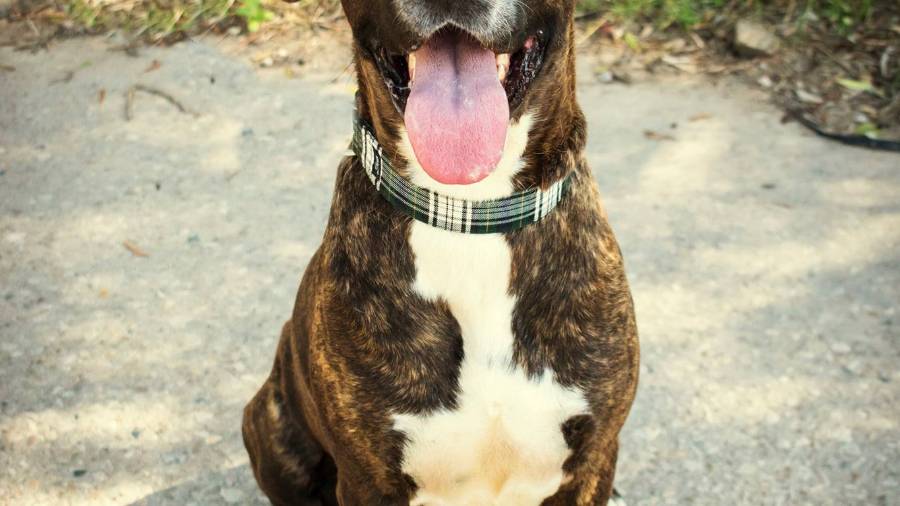 Uno de los perros de la Protectora de Torredembarra.