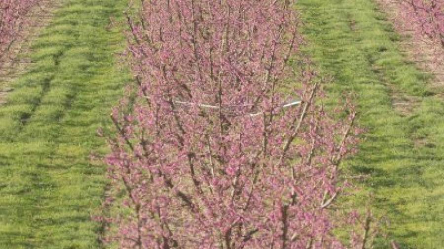 Un dels camps d'arbres fruiters florits a la Ribera d'Ebre, promoguts enguany com a atracció per als turistes. Foto: Joan Revillas