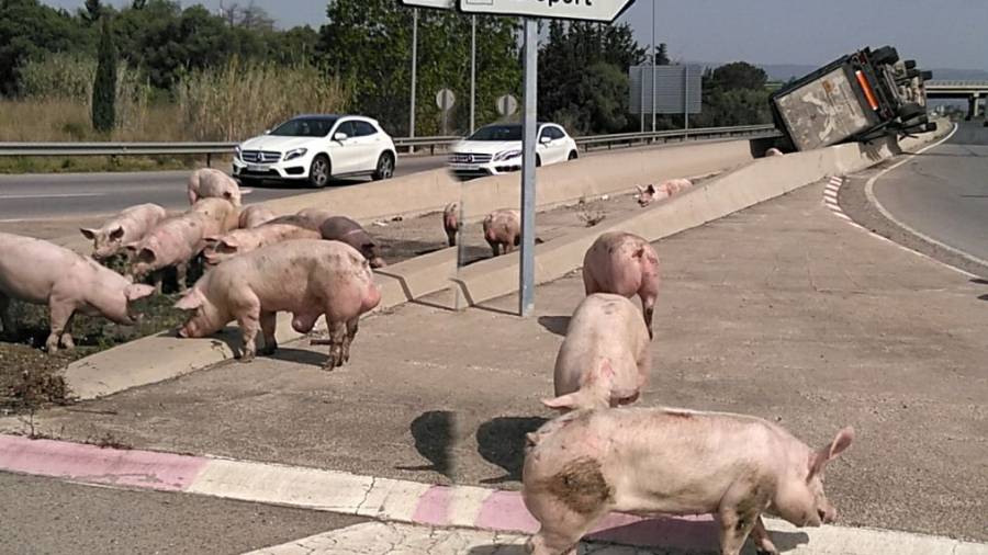 Algunos de los cerdos que han deambulado cuando ha habido el accidente. FOTO: Antonio Nieto
