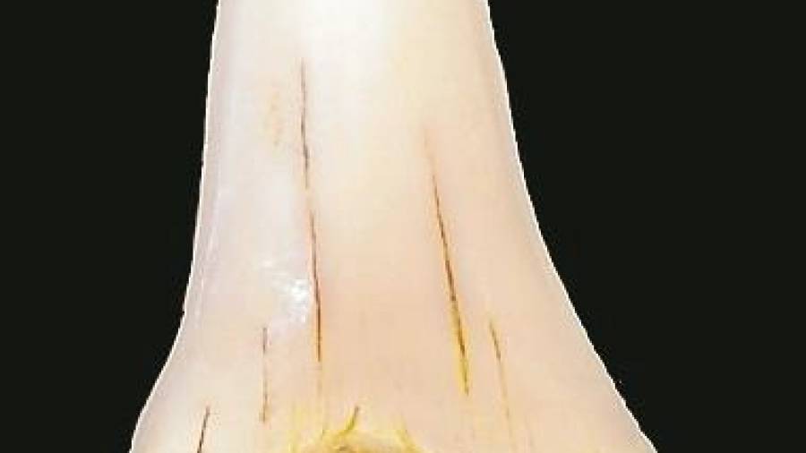 En El Catllar, diente de tiburón (Cosmopolitodus hastalis).