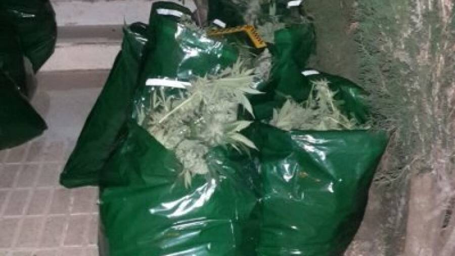 Algunas de las bolsas con las plantas de marihuana decomisadas este martes en un chalé ubicado en la calle Amposta de Miami Platja. Foto: dt
