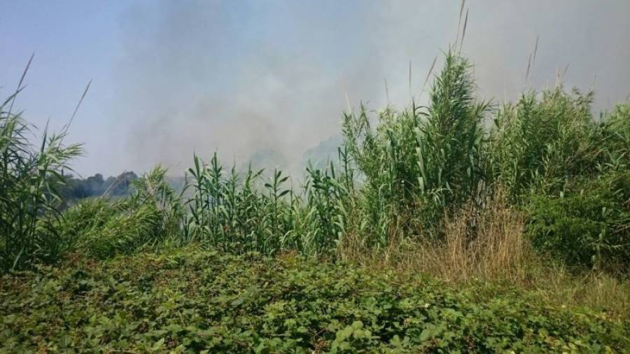 Las llamas afectaron, sobre todo, a un cañizal que hay cerca del recolector de agua del río Francolí. Foto: DT
