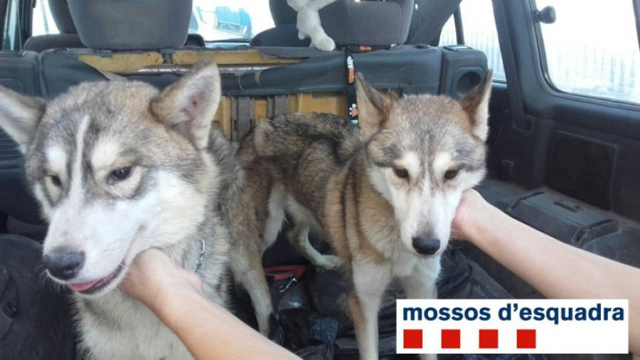 Dos gossos amb signes evidents de desnutrició trobats en una casa de Vilaverd. Foto: Mossos