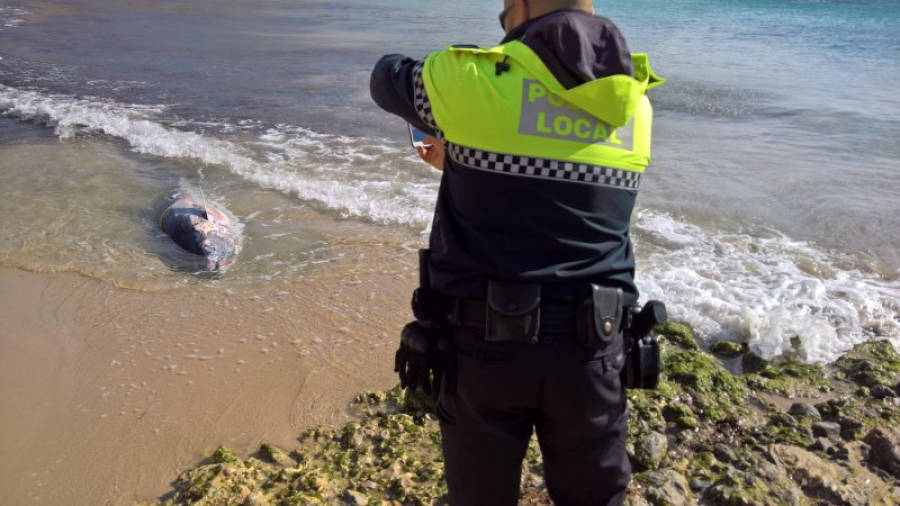 La tonyina roja que ha aparegut mort a la plata de Cala Vidre de l'Ametlla de Mar. Foto: Policia de l'Ametlla de Mar