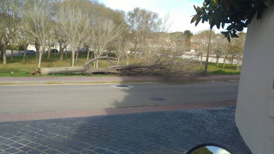 Árbol caído en Boscos de Tarragona.