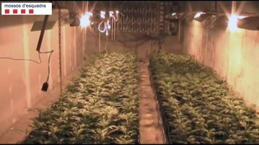 Imagen de archivo de otra plantación 'indoor' de marihuana incautada por los Mossos