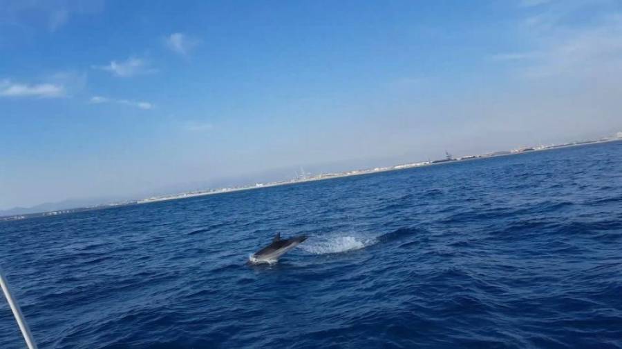 Uno de los cetáceos saltando el pasado sábado por la tarde frente al puerto de Tarragona. Foto: Álvaro García/Álex Martínez/Diego García