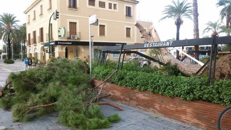 A Salou, alguns pins de l'Hotel Planas han acabat a terra. Foto: Elisa Sánchez