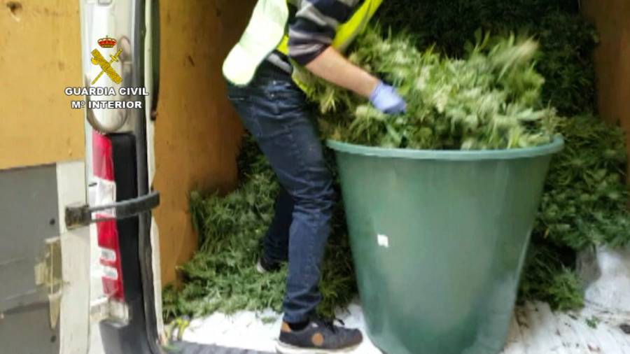 Decomisan 8.000 plantas de marihuana en Mont-roig del Camp