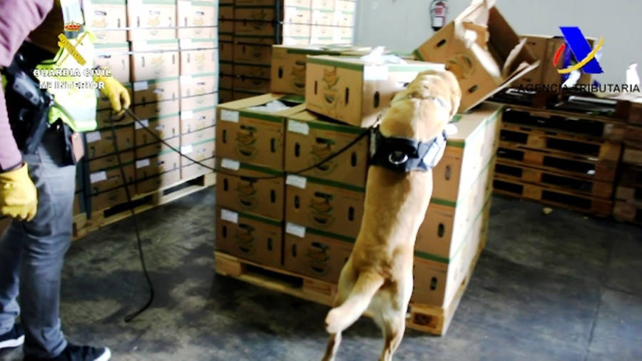 Un perro de la Guardia Civil busca la droga en las cajas de bananas. FOTO: ACN