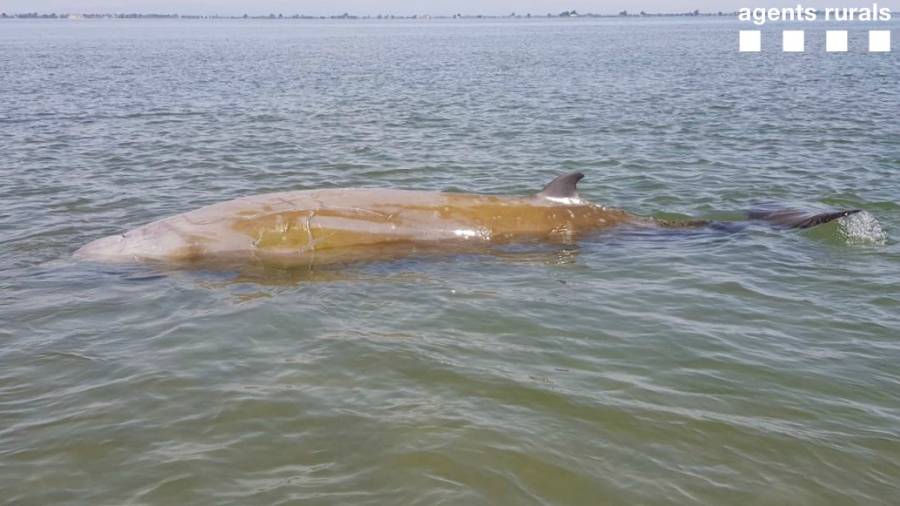 Una ballena queda varada en la barra del Trabucador, en el Delta de l'Ebre