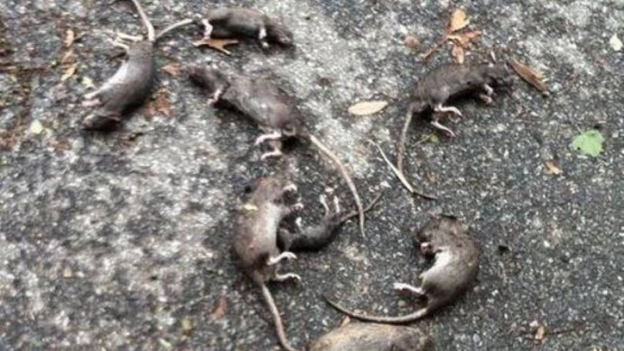 Imagen genérica de ratas muertas