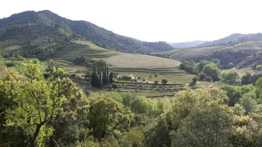 Paisaje tradicional de viñedos sobre terrazas en la comarca del Priorat. Foto: pere ferré