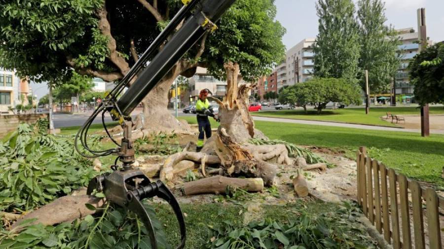 Imagen de uno de los operarios municipales retirando los restos del árbol caído. Foto: Lluís Milián