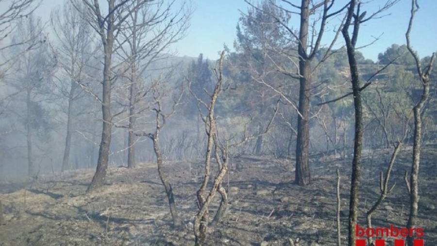 Les restes de vegetació forestal cremades després de l'incendi. Foto: Bombers