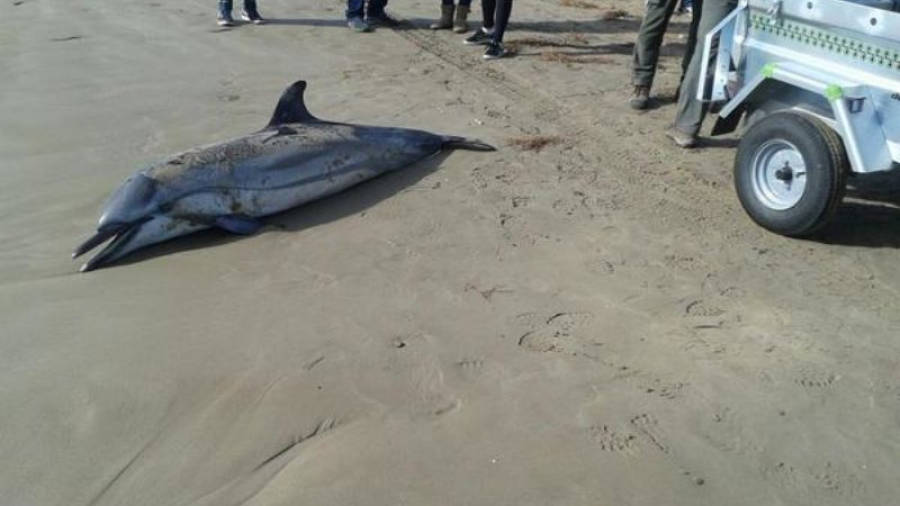 El dofí mort a la platja de la Pineda, aquest dijous. Foto: Cos Agents Rurals
