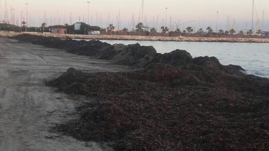 En Denia se crean barreras con alga&nbsp;posidonia&nbsp;para proteger las playas.