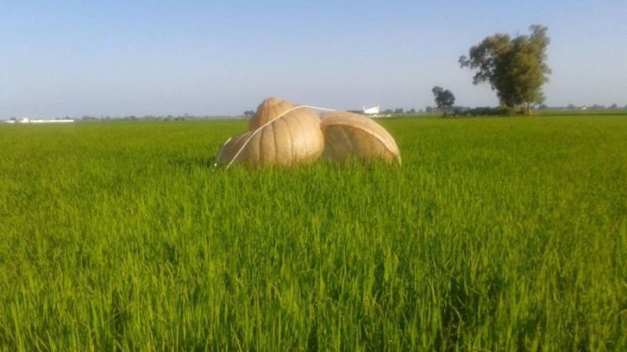 La escultura del caracol manzana gigante de Mariaelena Roqué instalada en medio de un arrozal de la Aldea. Foto: CEDIDA