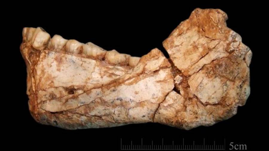 Mand&iacute;bula de Homo sapiens de hace 315.000 a&ntilde;os hallada en el yacimiento de Jebel Irhoud (Marruecos) (Instituto Max Planck)