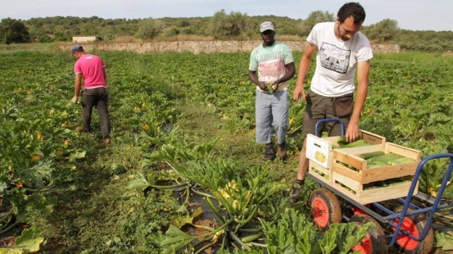 La agricultura ecológica está detrás de la recuperación de tierras de cultivo. Foto: Lluís Milián/DT
