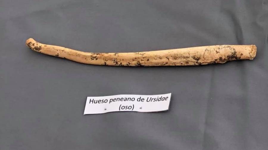 El hueso peneano de oso encontrado en Atapuerca durante esta campaña. Foto: Fundación Atapuerca