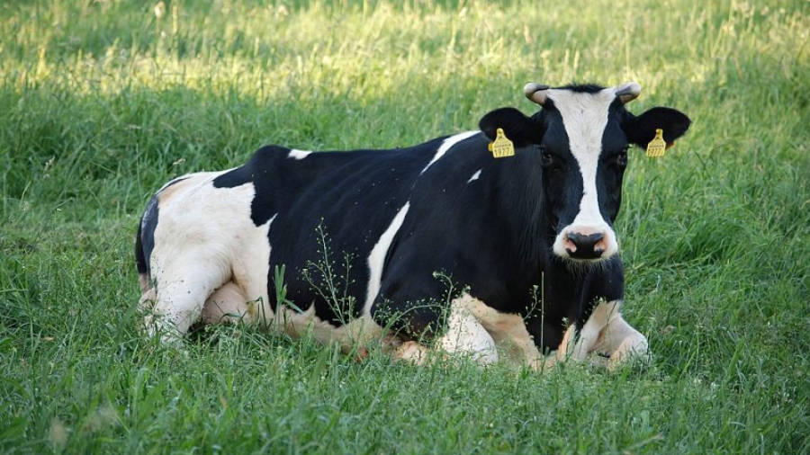 Imagen genérica de una vaca