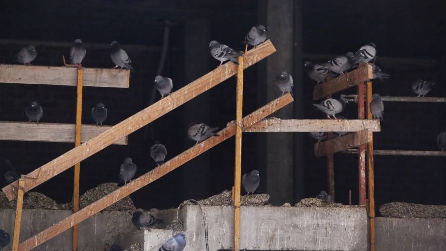 Las obras del local quedaron a medias, y las aves se han asentado en los andamios. FOTO: PERE FERRÉ
