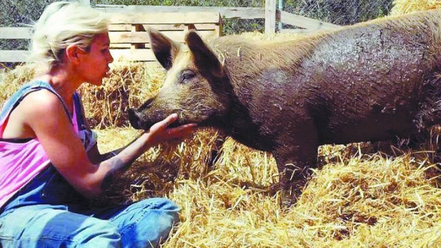 Una de las voluntarias de la entidad con uno de los cerdos que rescataron de una granja. Foto: DT