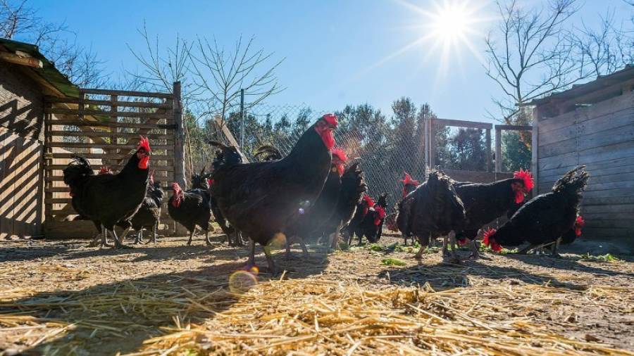 El gall del Penedès es cria en galliners que disposen d´accés a l´exterior durant tot l´any. Foto: DT