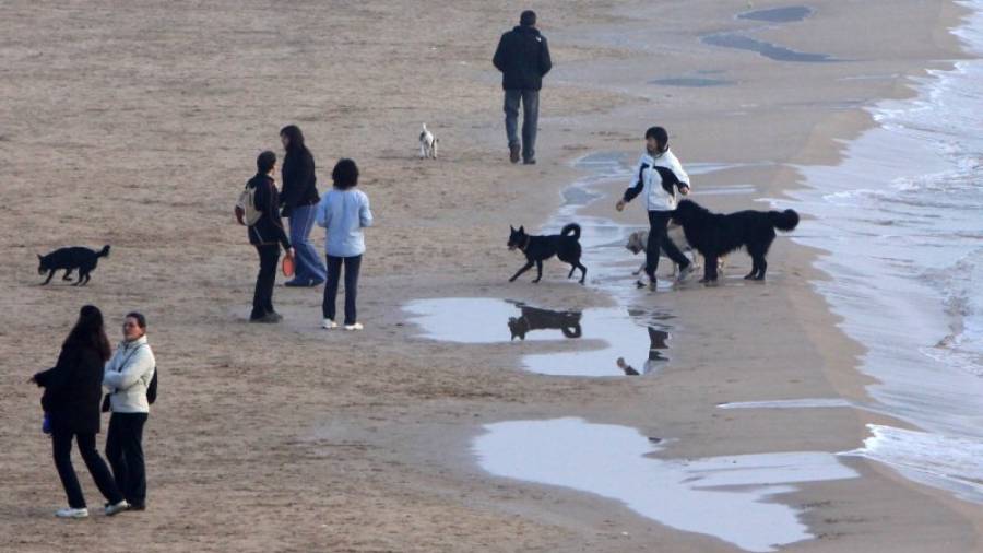 Imagen de archivo de propietarios con sus perros en la playa. Foto:DT