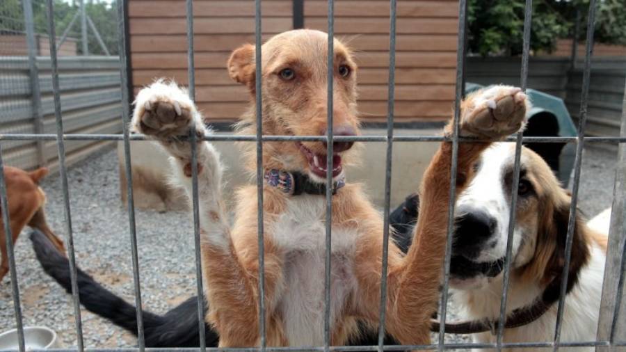 Las entidades animalistas de Reus y del resto del Baix Camp rechazaban el proyecto de creación de una gran perrera comarcal. Foto: A.Mariné