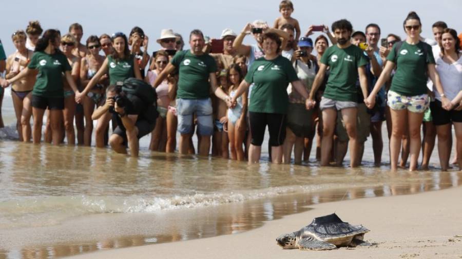 Una de les tortugues alliberades, davant l'expectació dels presents. Foto: Pere Ferré