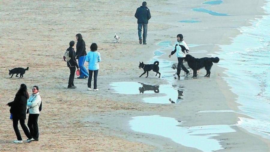 Los dueños de perros piden zonas en las playas para sus mascotas. Imagen de archivo. Foto: lluis milian/DT