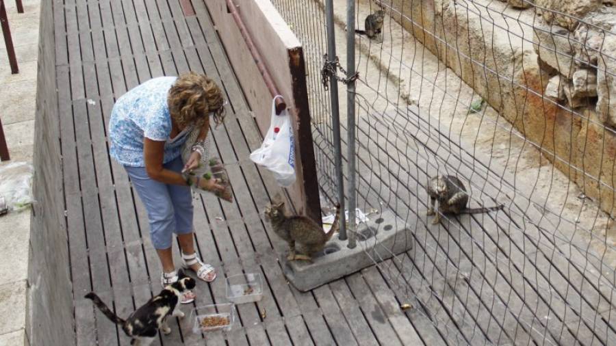 La alimentación de gatos callejeros sin control provoca las quejas de los vecinos. Imagen de archivo. Foto: DT