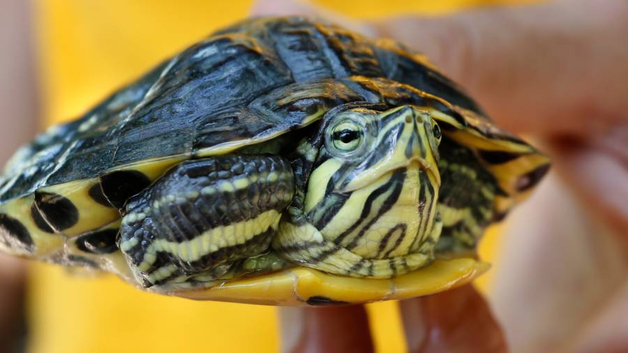 Tortuga de Florida. Foto: Pere Ferr&eacute;