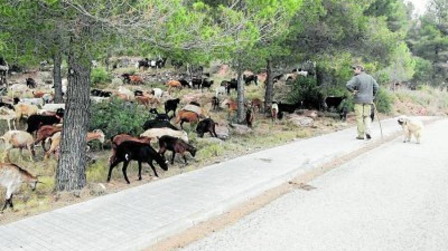 El ramat de cabres de David Arenas netejant a Mas Gasol, a Alcover. Foto: Laia Poblado/ACN