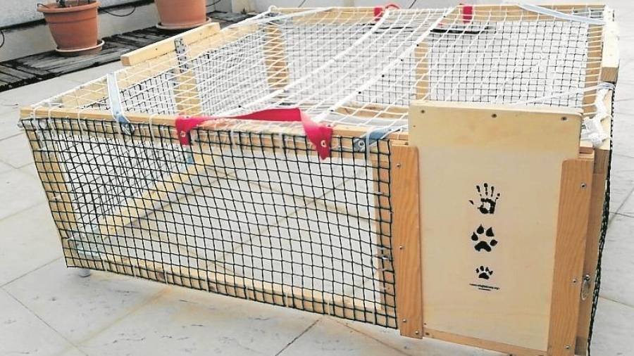 Usan la jaula trampa para capturar a los gatos, poderlos esterilizar y dejarlos libres otra vez dentro de su colonia. &nbsp;FOTO: DT