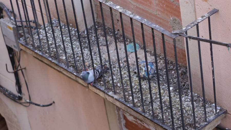 Las palomas son omnipresentes y ninguna solución hasta ahora ha logrado detenerlas. FOTO: LLUÍS MILIÁN