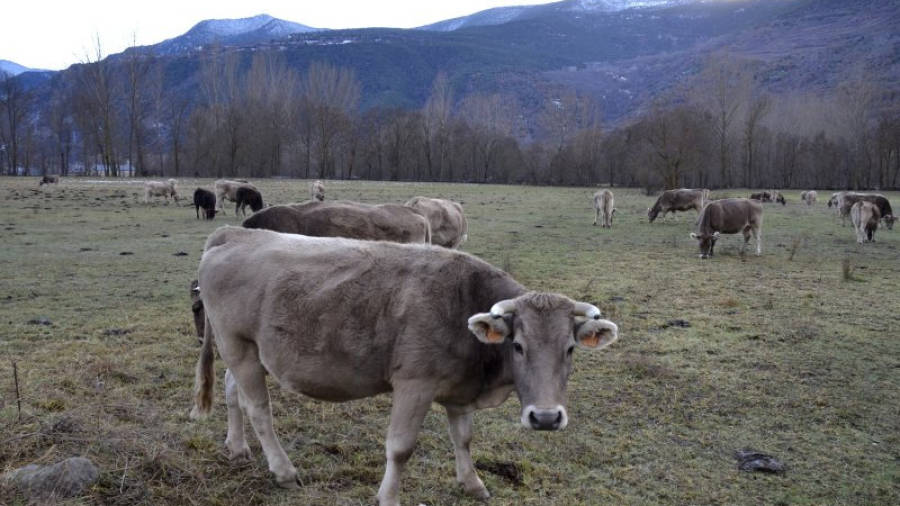Una vaca en primer pla i un ramat al fons en una finca de l'esplanada d'Escalarre, a les Valls d'Àneu.