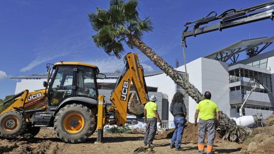 Los operarios colocando ayer una palmera en la rotonda de la plaza Pompeu Fabra. Foto: Alfredo González