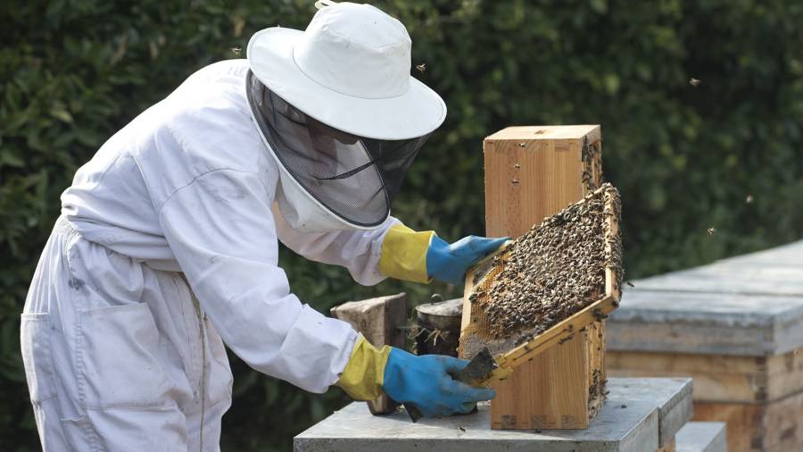 Un apicultor del Perelló, extraient mel d´unes arnes. Foto: Joan Revillas