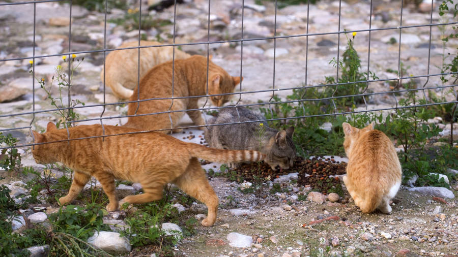 Uns gats d´una colònia que Progat Tortosa controla. FOTO: J. R.
