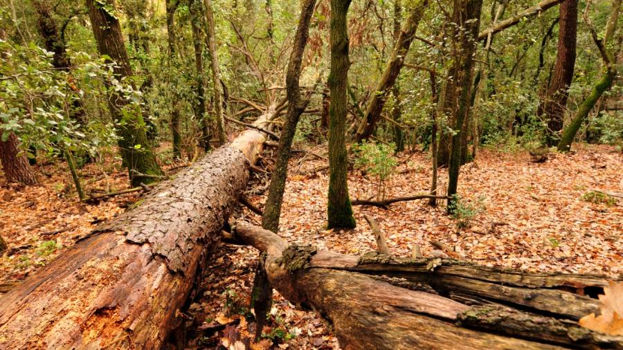La fusta morta proporciona aliment i refugi a una infinitat d'esp&egrave;cies de fongs i d'insectes. Foto: Richard Martin