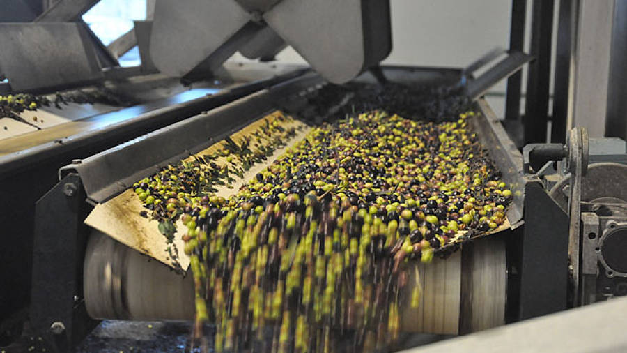 Triatge de les olives a la seu de la Cooperativa Agr&iacute;cola de Cambrils.