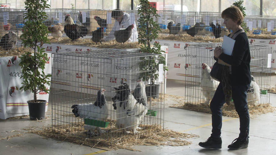 Imatge d´un grup de gàbies amb les diferents espècies que es poden veure al pavelló firal. FOTO: JOAN REVILLAS