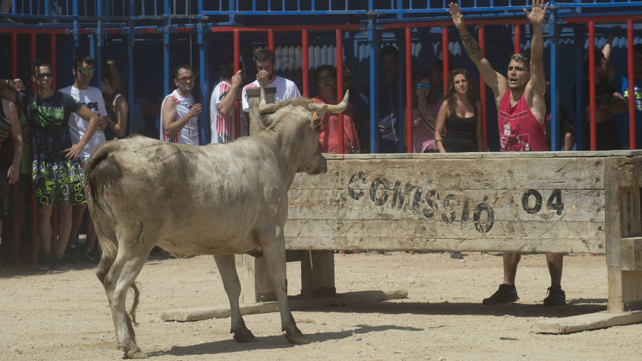 Imatge d´una tarda de bous celebrada a Sant Jaume d´Enveja durant aquest 2016. FOTO: JOAN REVILLAS