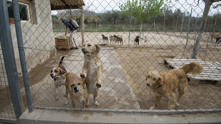 Imatge d´un grup de gossos que viuen al Refugi La Ginesta, de Ginestar. FOTO: JOAN REVILLAS